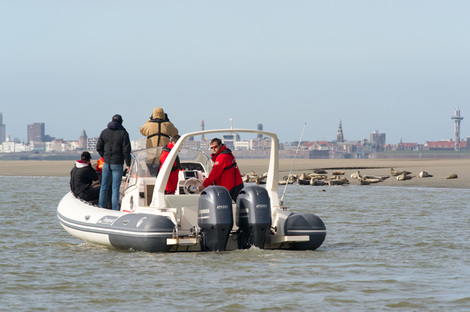 Zeehonden Discovery